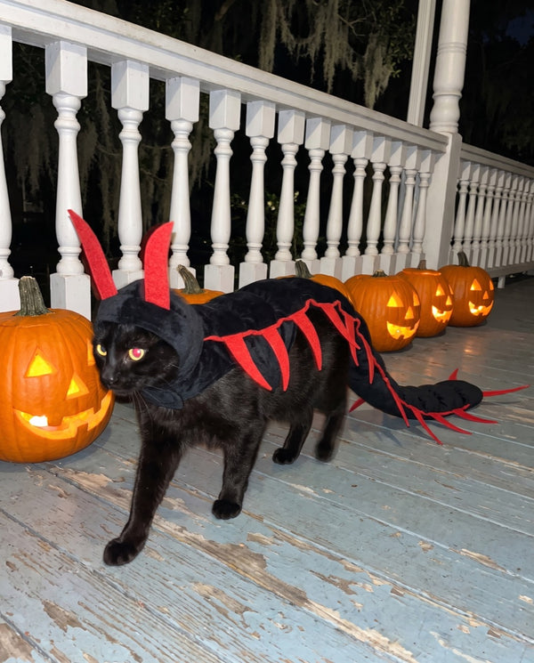 A black cat in the centipede costume walking past a row of lit jack-o-lanterns
