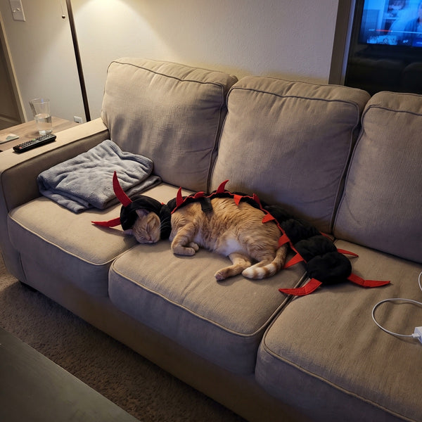 A ginger cat lying on a sofa still wearing the centipede costume