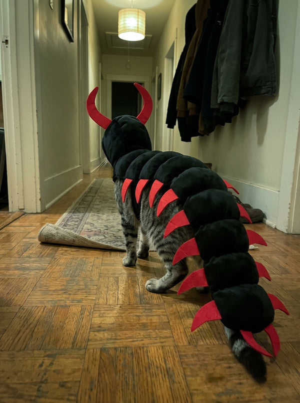 Close-up of the red legs of the costume on a tabby cat under warm light