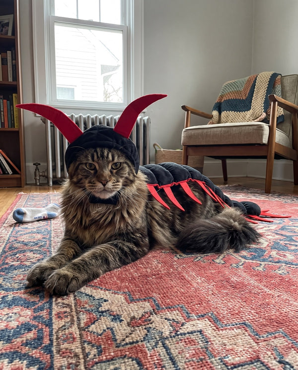 A large fluffy Maine Coon wearing the costume on a rug