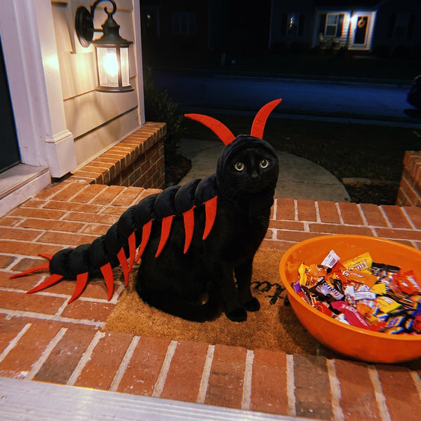 A cat in the costume beside a bowl of Halloween candy on a doorstep