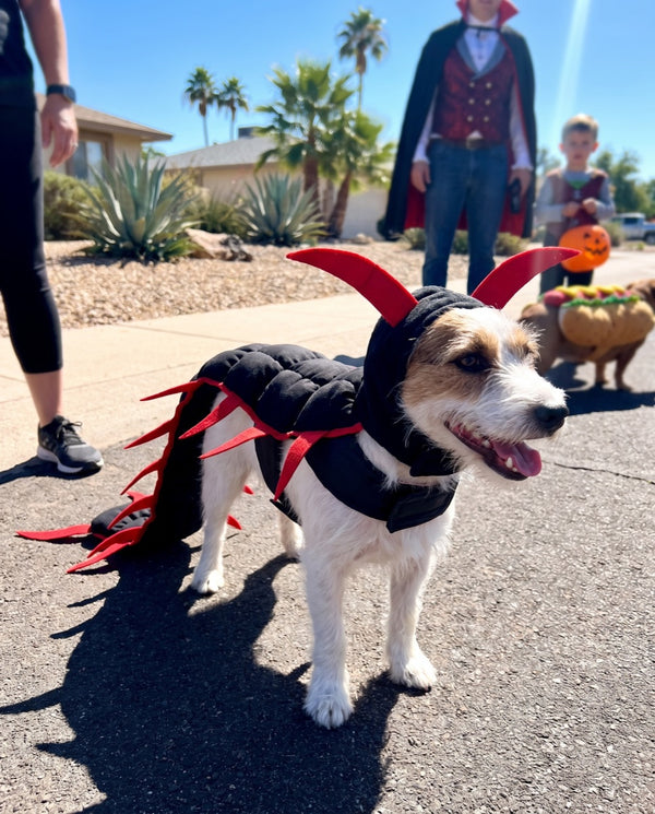 A small terrier in the centipede costume at a neighbourhood Halloween parade