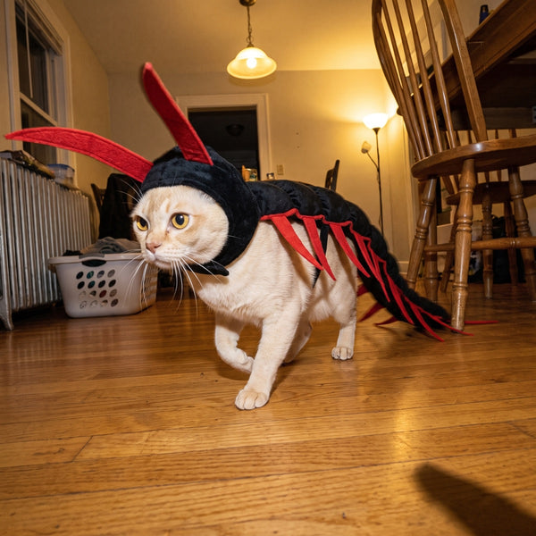 A cat in the costume caught mid-stride on a wooden floor, legs blurred