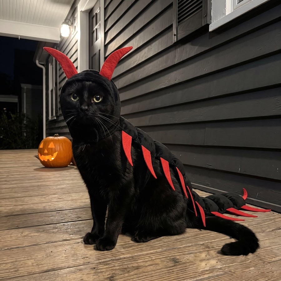 A black cat wearing the Centipurr centipede costume, standing on a porch at night