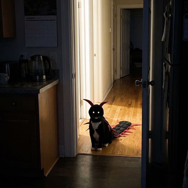 A cat in the costume standing in a doorway backlit by a hallway light